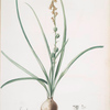 Hyacinthus serotinus