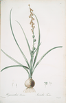 Hyacinthus serotinus