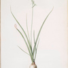 Hyacinthus viridis