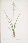 Hyacinthus viridis