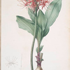 Haemanthus multiflorus