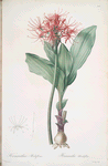 Haemanthus multiflorus