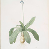 Scilla Lilio-hyacinthus