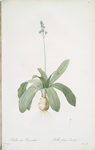 Scilla Lilio-hyacinthus