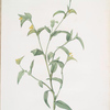Commelina africana
