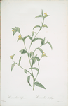 Commelina africana