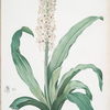 Eucomis punctata
