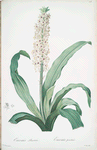 Eucomis punctata
