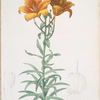 Lilium bulbiferum