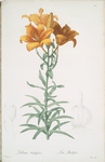 Lilium bulbiferum