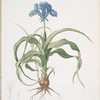 Iris scorpiodes