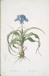 Iris scorpiodes