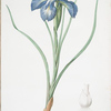 Iris xyphioides