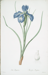 Iris xyphioides
