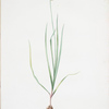 Allium roseum