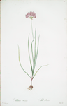 Allium roseum