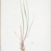 Allium foliosum