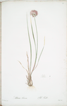 Allium foliosum