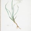 Phalangium bicolor
