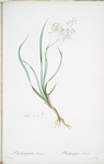 Phalangium bicolor