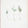 Mayanthemum