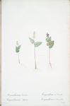 Mayanthemum