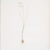 Leucojum grandiflorum