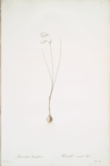 Leucojum grandiflorum