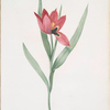 Tulipa oculus-Colis