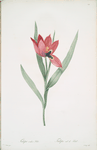 Tulipa oculus-Colis