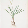 Narcissus Gouani