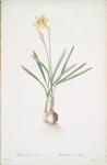 Narcissus Gouani