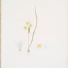 Ornithogalum fistulosum