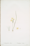 Ornithogalum fistulosum