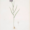 Fritillaria meleagris