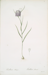 Fritillaria meleagris