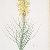Asphodelus luteus