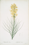 Asphodelus luteus