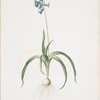 Scilla non scripta
