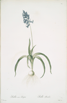 Scilla non scripta