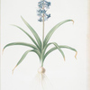 Scilla patula