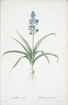Scilla patula