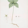 Paris quadrifolia