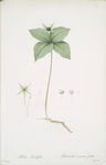 Paris quadrifolia