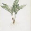 Convallaria majalis