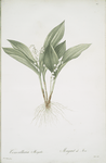 Convallaria majalis