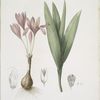 Colchicum autumnale