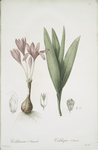 Colchicum autumnale