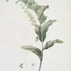 Polygonatum multiflorum