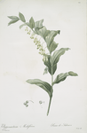 Polygonatum multiflorum